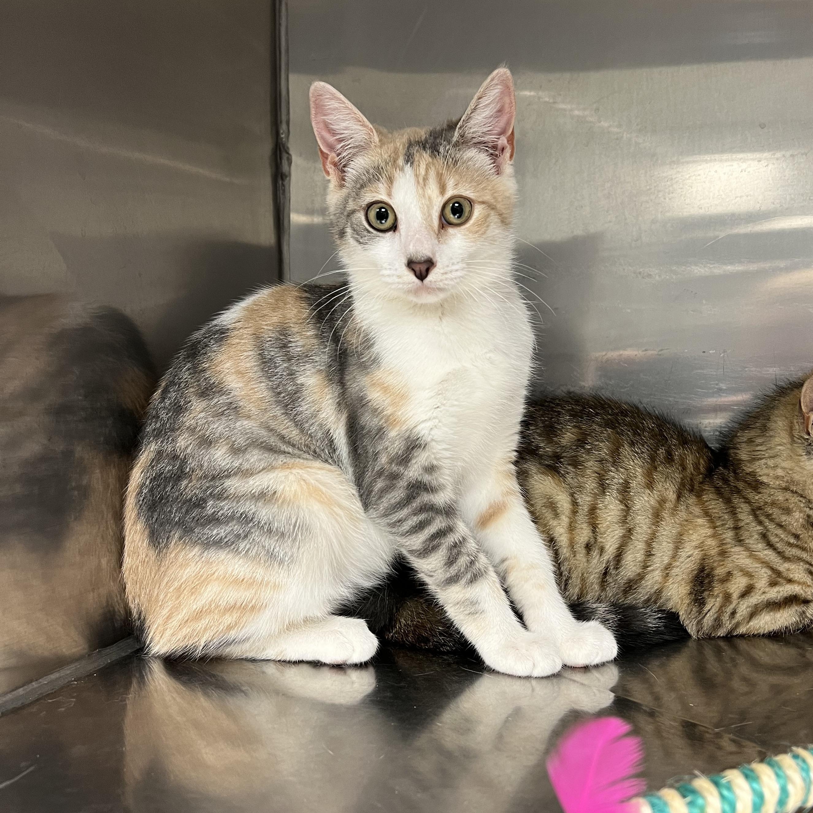 Liberty, a Adoptable mixed breed in Montville, NJ image 4/5
