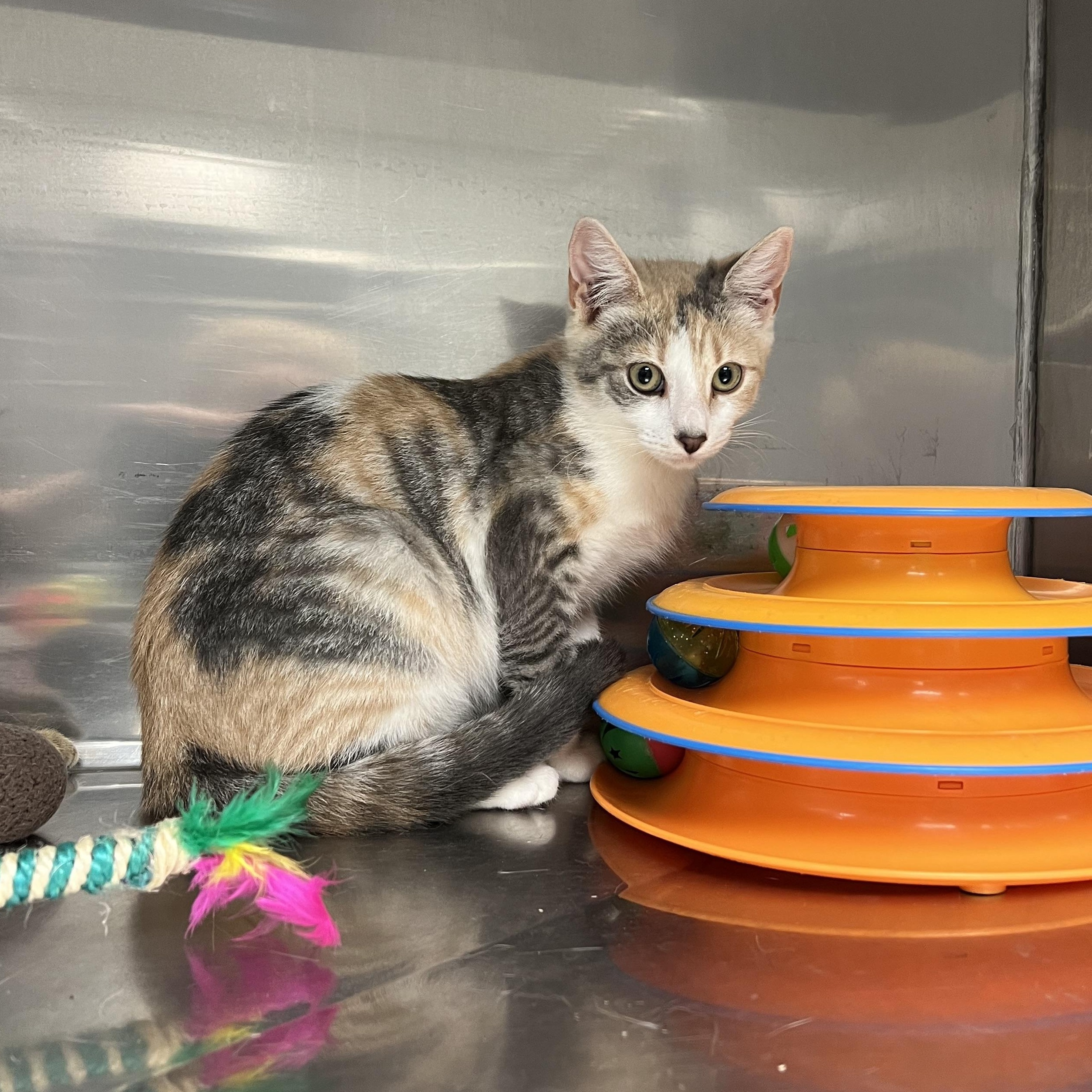 Liberty, Adoptable, Kitten Female Domestic Short Hair & Dilute Calico.