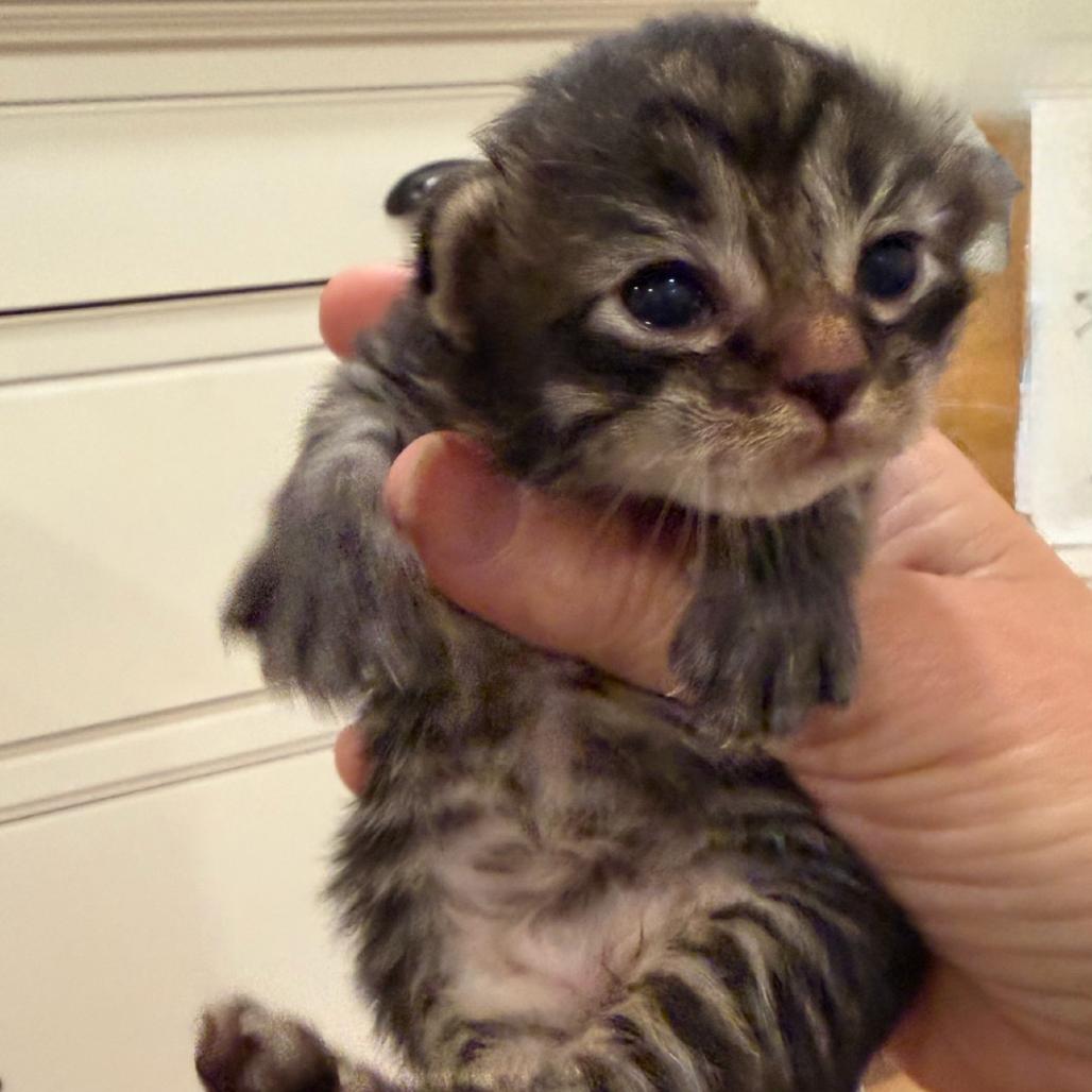 Koi, Adoptable, Kitten Female Domestic Short Hair.