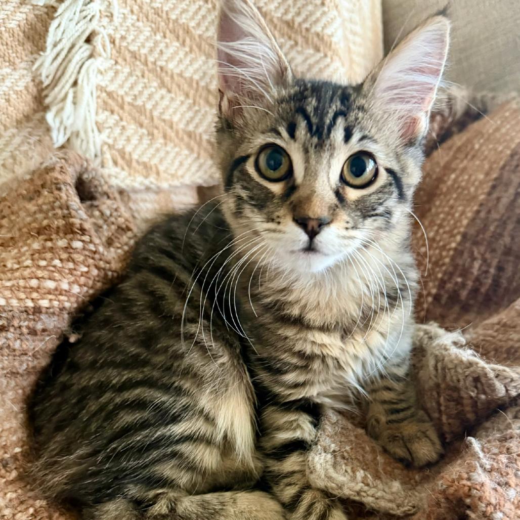 Enlarge Koi, a Adoptable Domestic Short Hair in Ashland, OR image 2/4