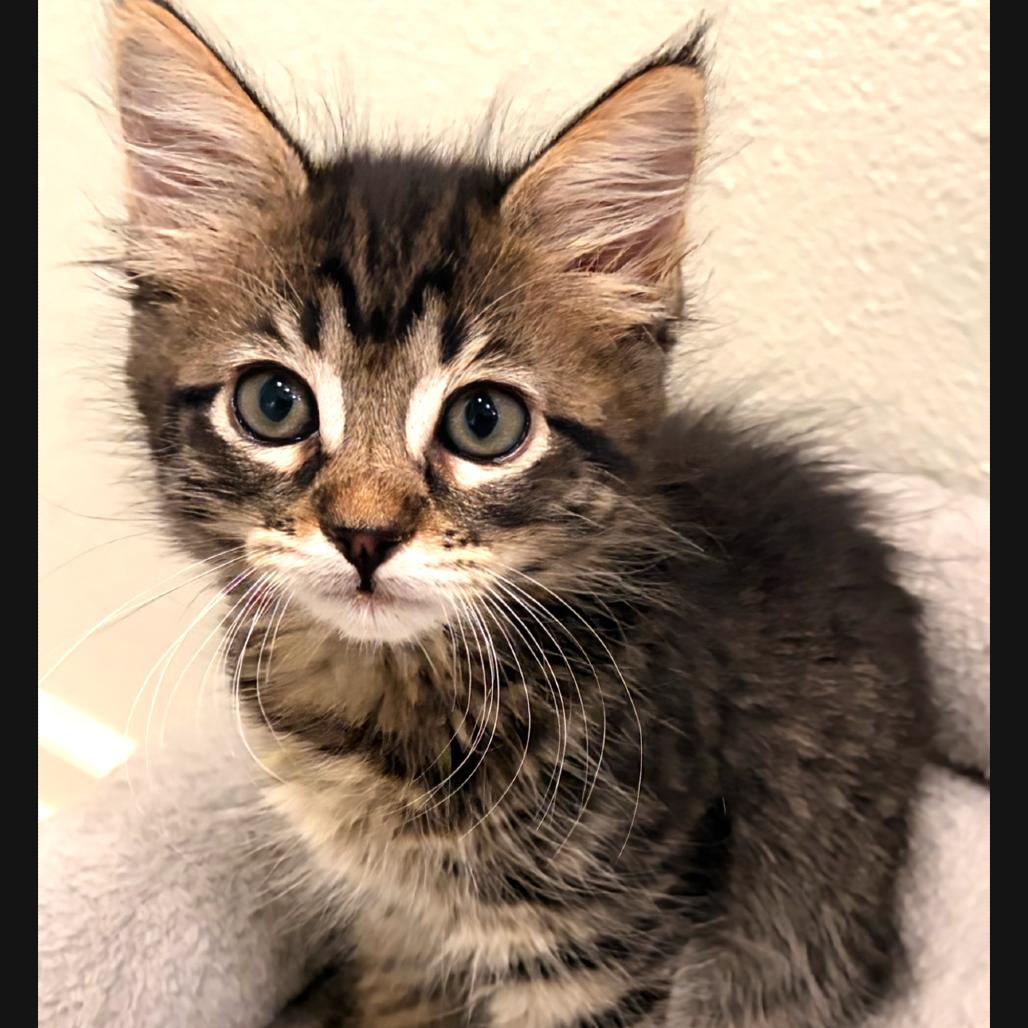 Koi, a Adoptable Domestic Short Hair in Ashland, OR image 2/3