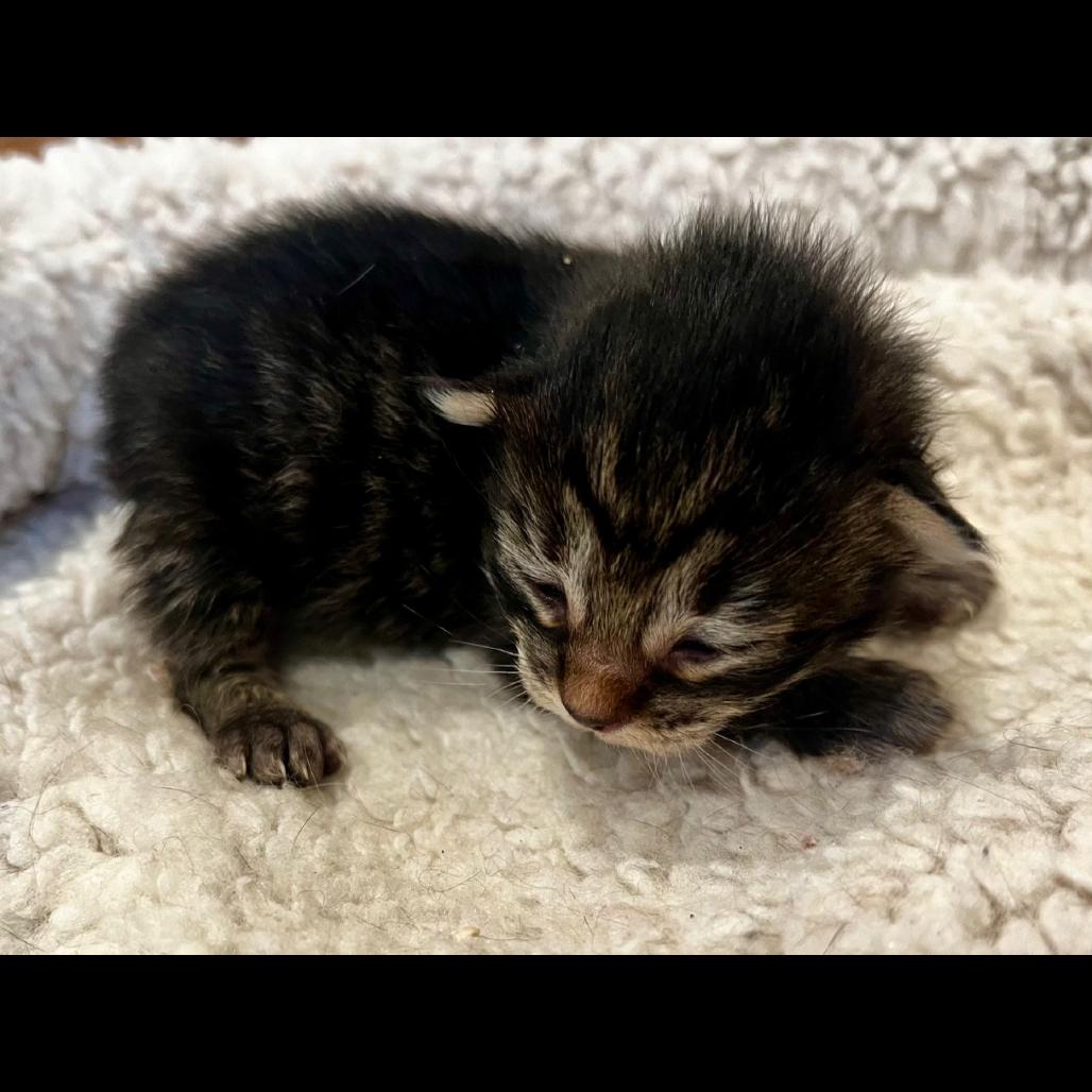 Koi, a Adoptable Domestic Short Hair in Ashland, OR image 3/3