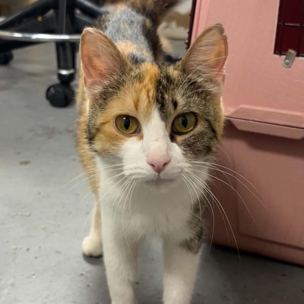 Enlarge Songbird, a Adoptable Domestic Short Hair in Minneapolis, MN image 1/1