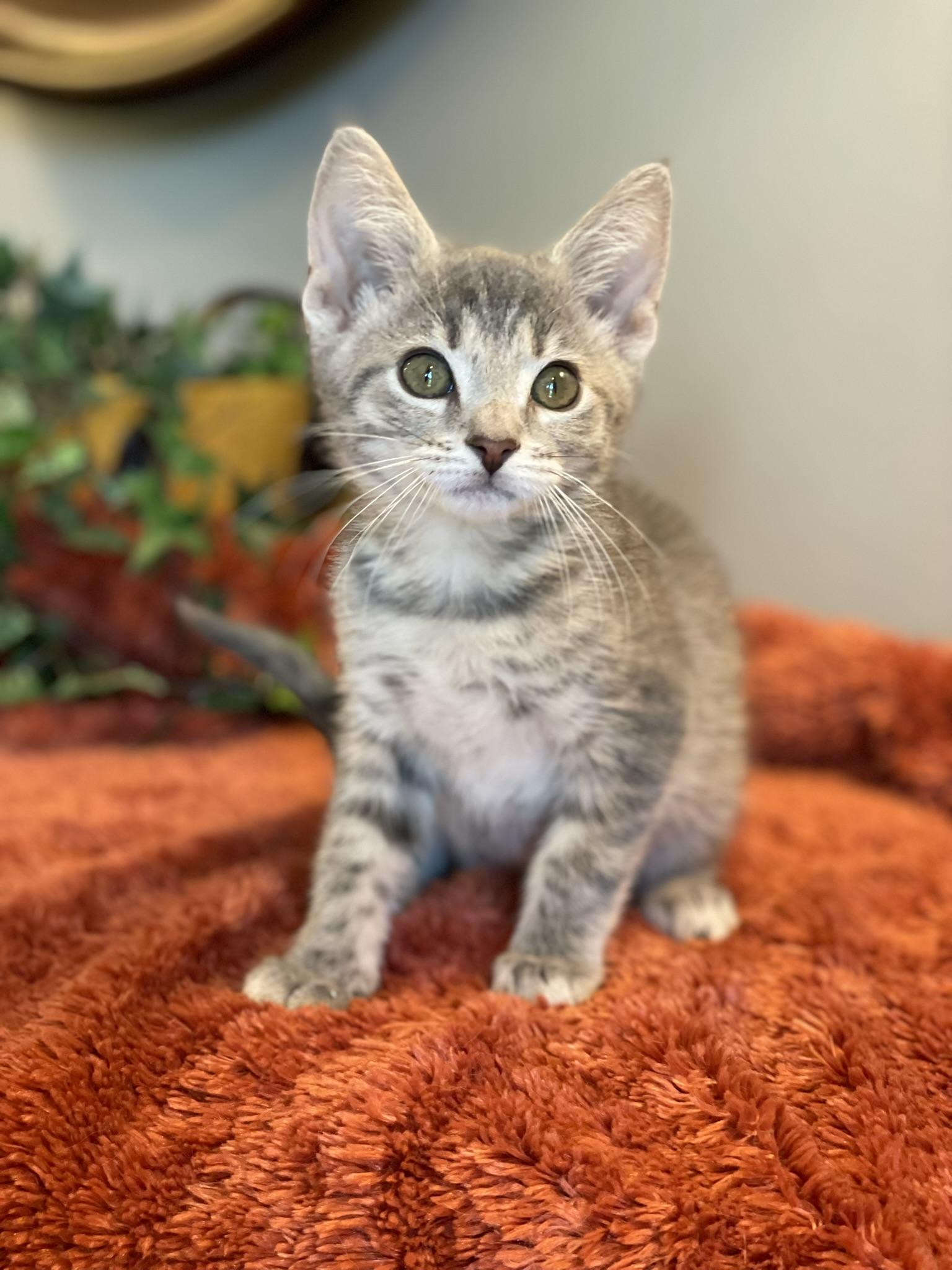 Enlarge Pebble, a ADOPTABLE Tabby in Taylor, MI image 5/6