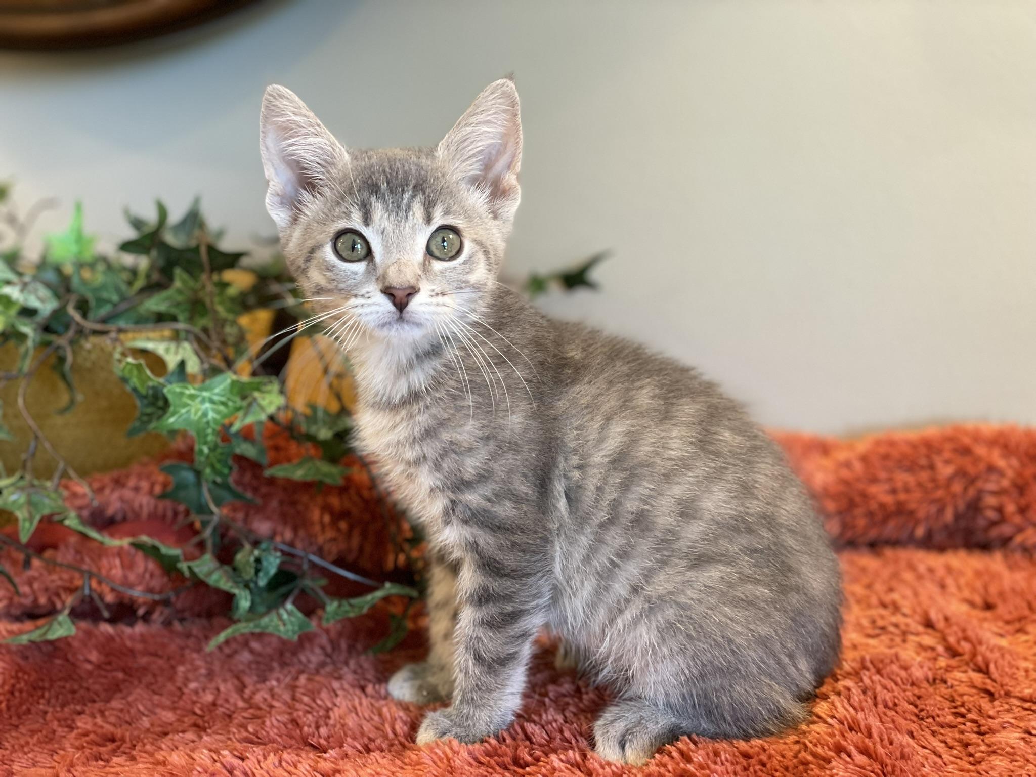 Enlarge Pebble, a ADOPTABLE Tabby in Taylor, MI image 4/6