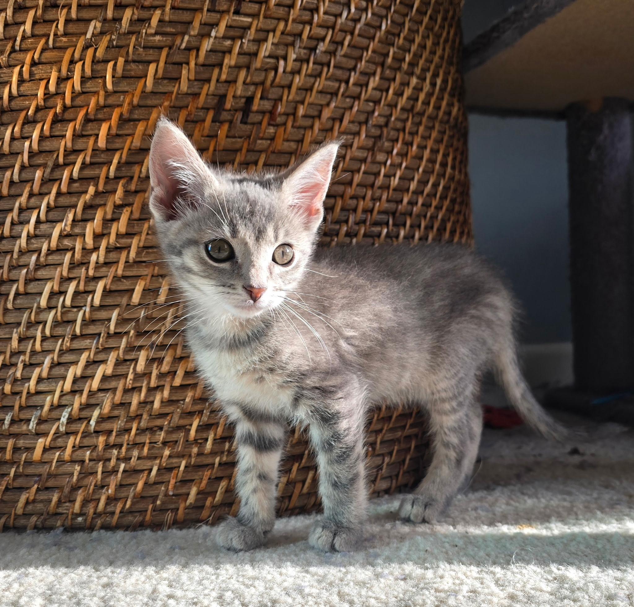 Enlarge Pebble, a ADOPTABLE Tabby in Taylor, MI image 3/6