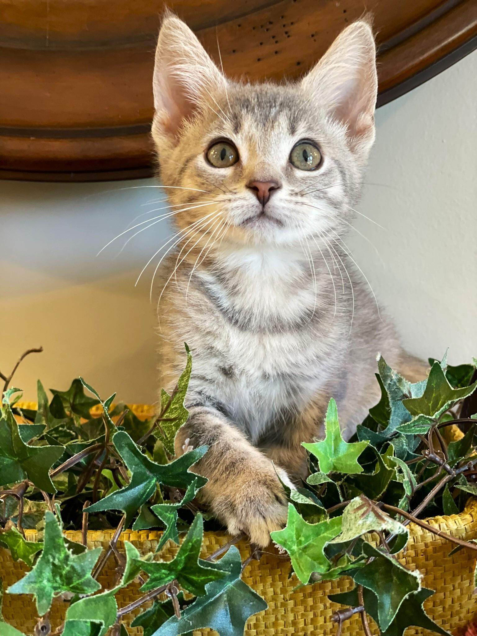 Enlarge Pebble, a ADOPTABLE Tabby in Taylor, MI image 2/6