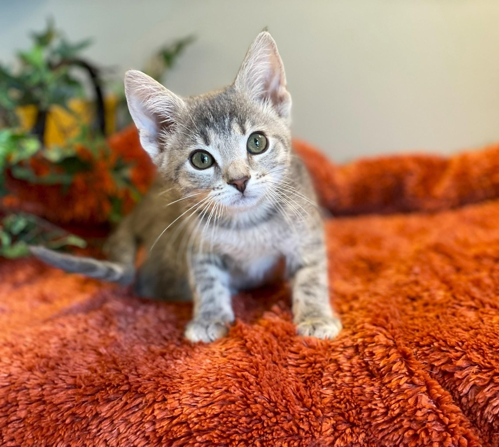 Pebble, ADOPTABLE, Kitten Male Tabby.
