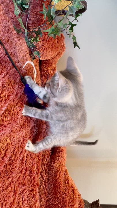 Enlarge Pebble, a ADOPTABLE Tabby in Taylor, MI video 6/6