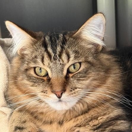 Brownie, ADOPTABLE, Young Male Domestic Medium Hair.