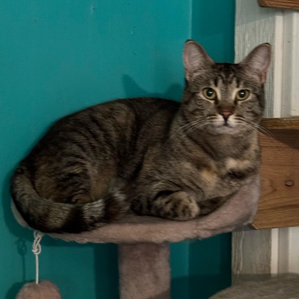 Snickers, Adoptable, Adult Female Tabby.