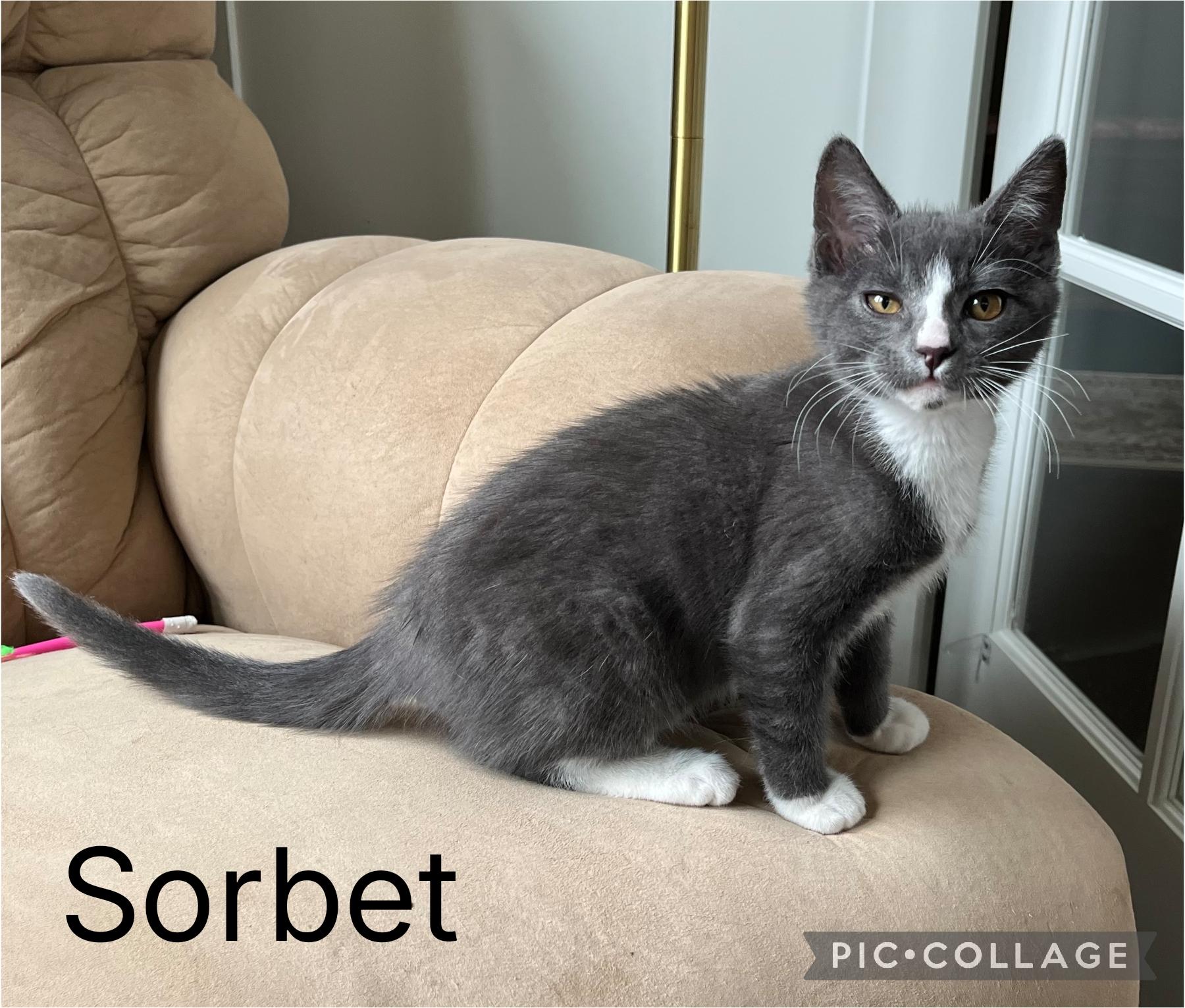 Sorbet, adopted, Kitten Male Domestic Short Hair.