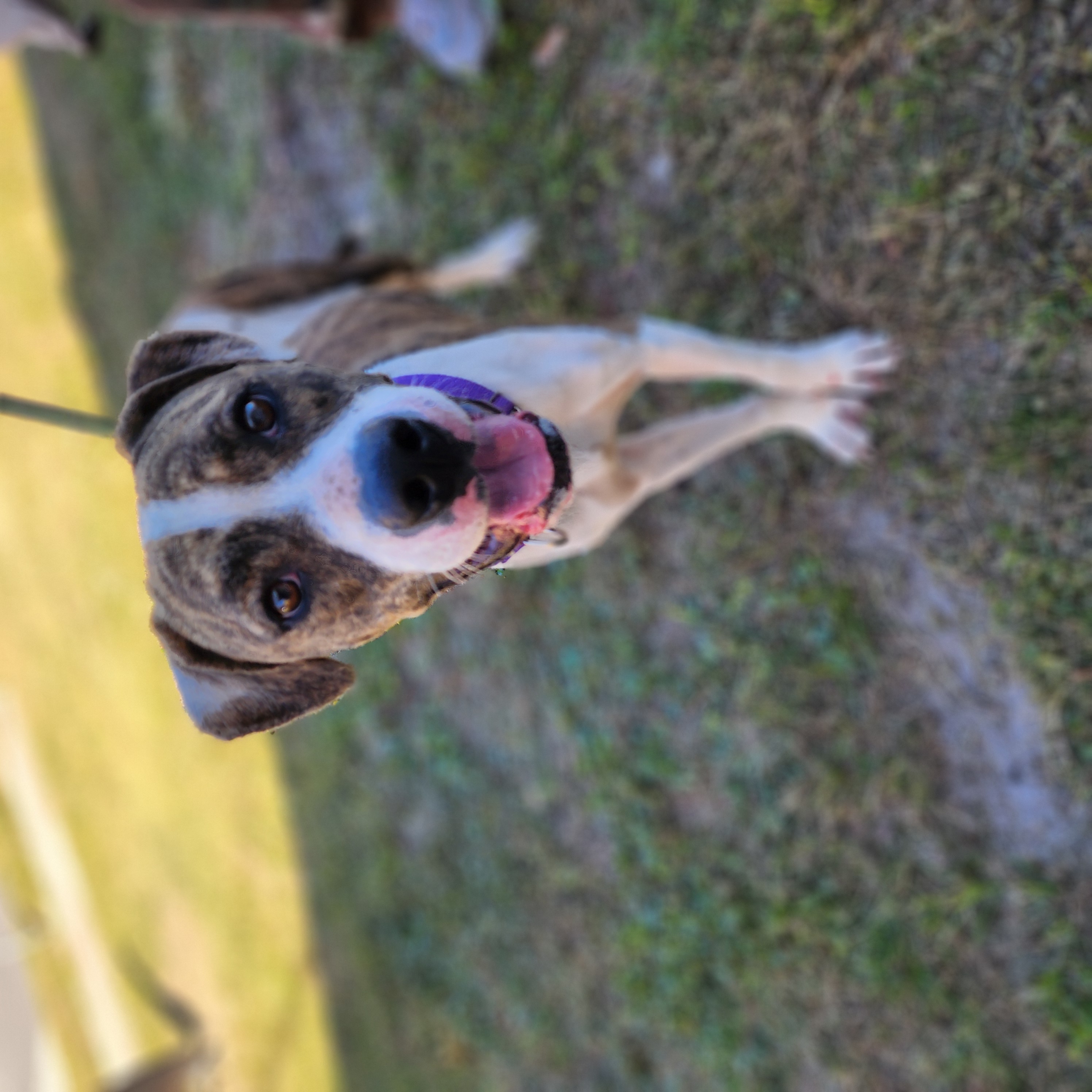 Brody, Adult Male American Bulldog