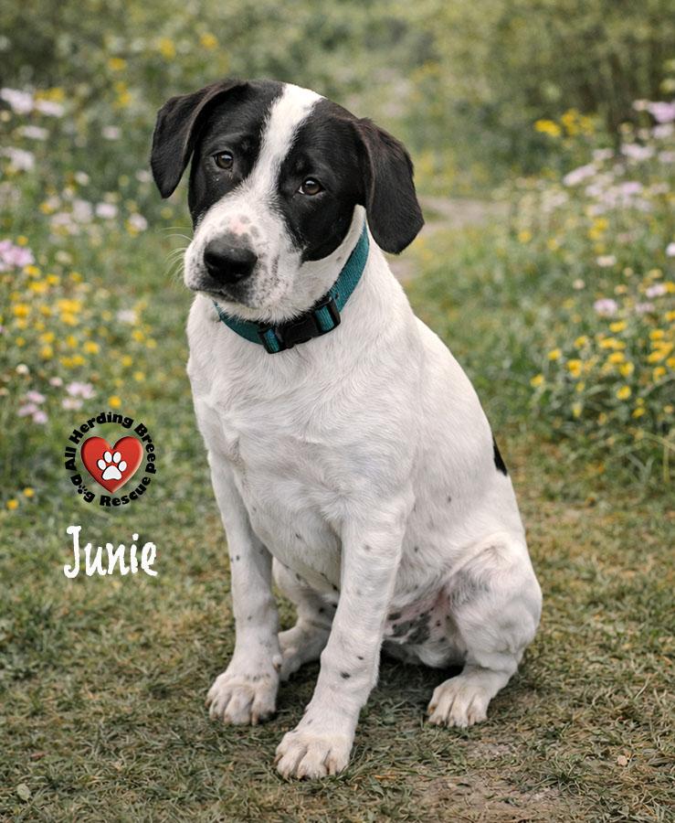 Junie, adopted, Puppy Female Great Pyrenees.