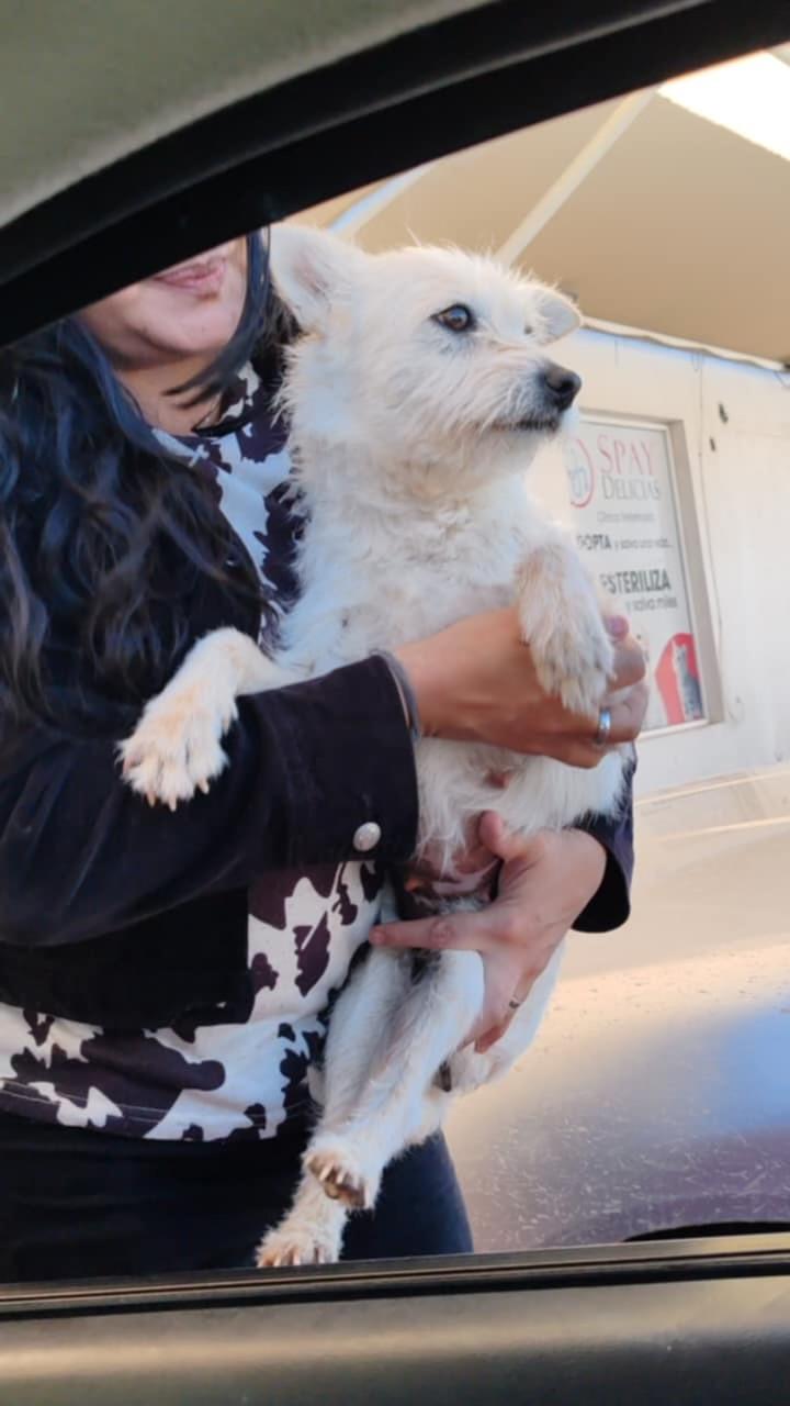 Enlarge Blanca, a ADOPTABLE Wheaten Terrier in Littleton, CO image 3/3
