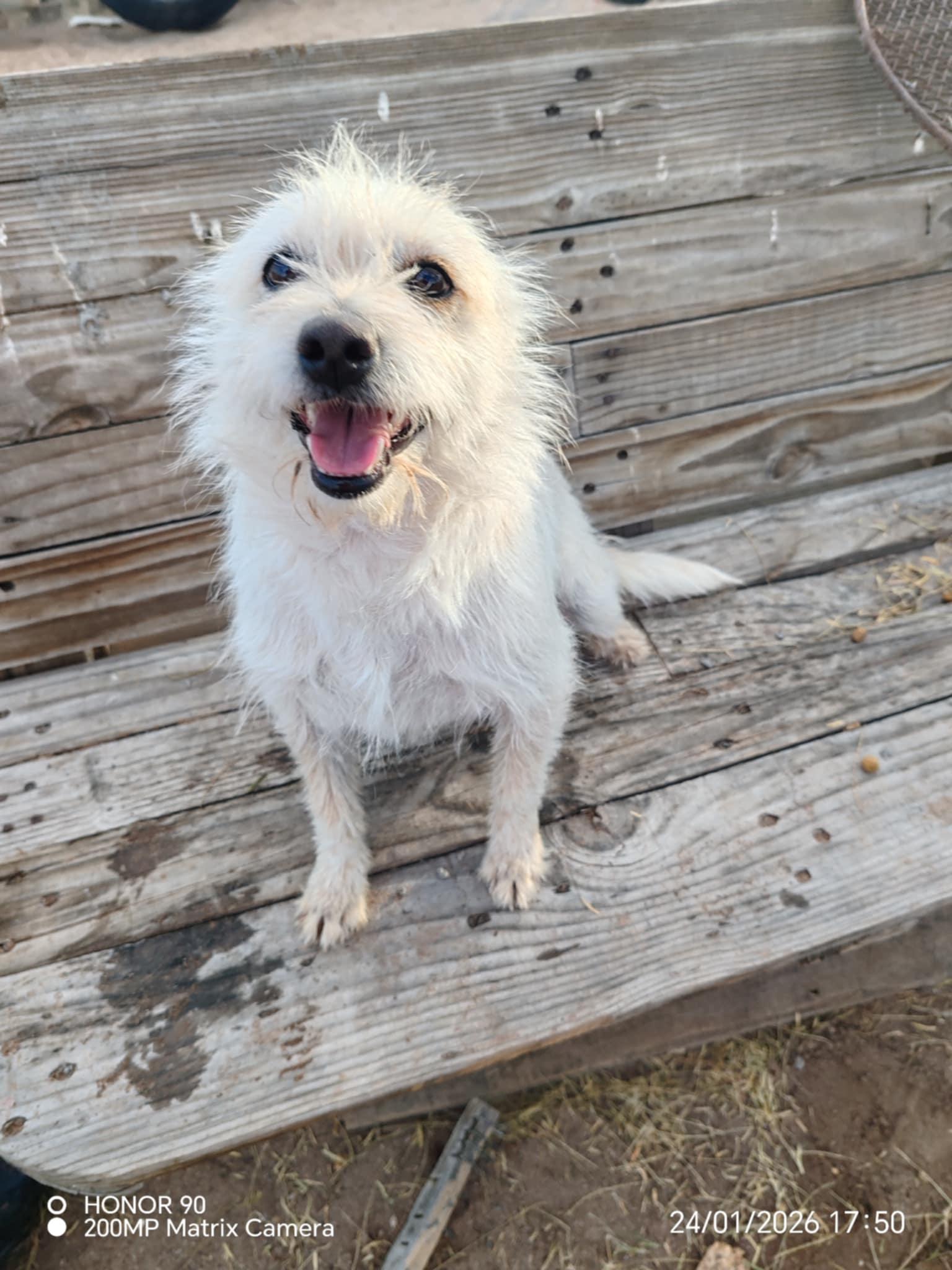 Enlarge Blanca, a ADOPTABLE Wheaten Terrier in Littleton, CO image 1/3