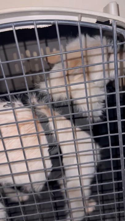 Enlarge Blanca, a ADOPTABLE Wheaten Terrier in Littleton, CO video 2/3