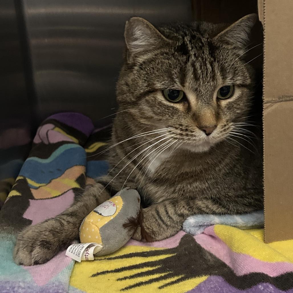 Enlarge Georgie (Critter Barn), a Adoptable Domestic Short Hair in West Olive, MI image 1/3