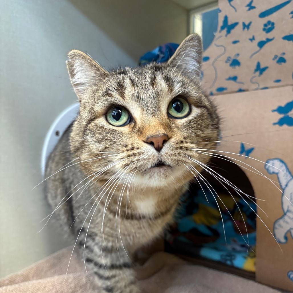 Enlarge Georgie (Critter Barn), a Adoptable Domestic Short Hair in West Olive, MI image 2/3