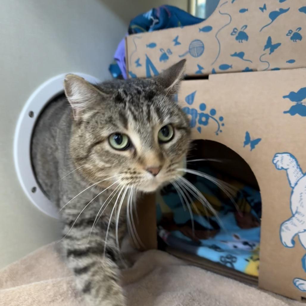 Enlarge Georgie (Critter Barn), a Adoptable Domestic Short Hair in West Olive, MI image 3/3