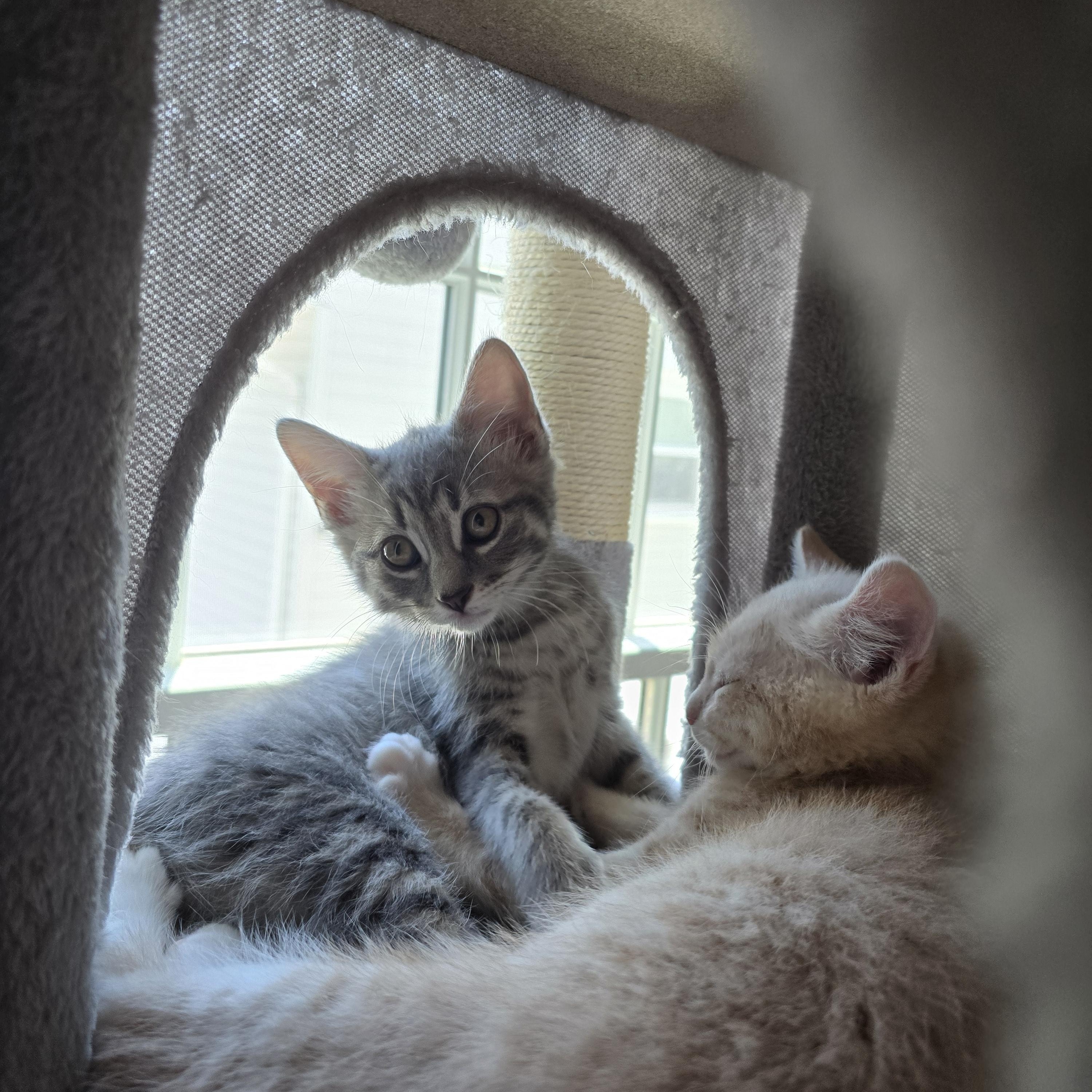 Enlarge Gracie, a ADOPTABLE Tabby in Woodbridge, NJ image 4/4