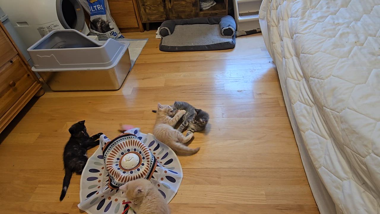 Enlarge Gracie, a ADOPTABLE Tabby in Woodbridge, NJ video 2/4