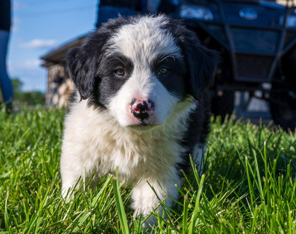 Enlarge Pickles, a Adoptable mixed breed in Havertown, PA image 3/5