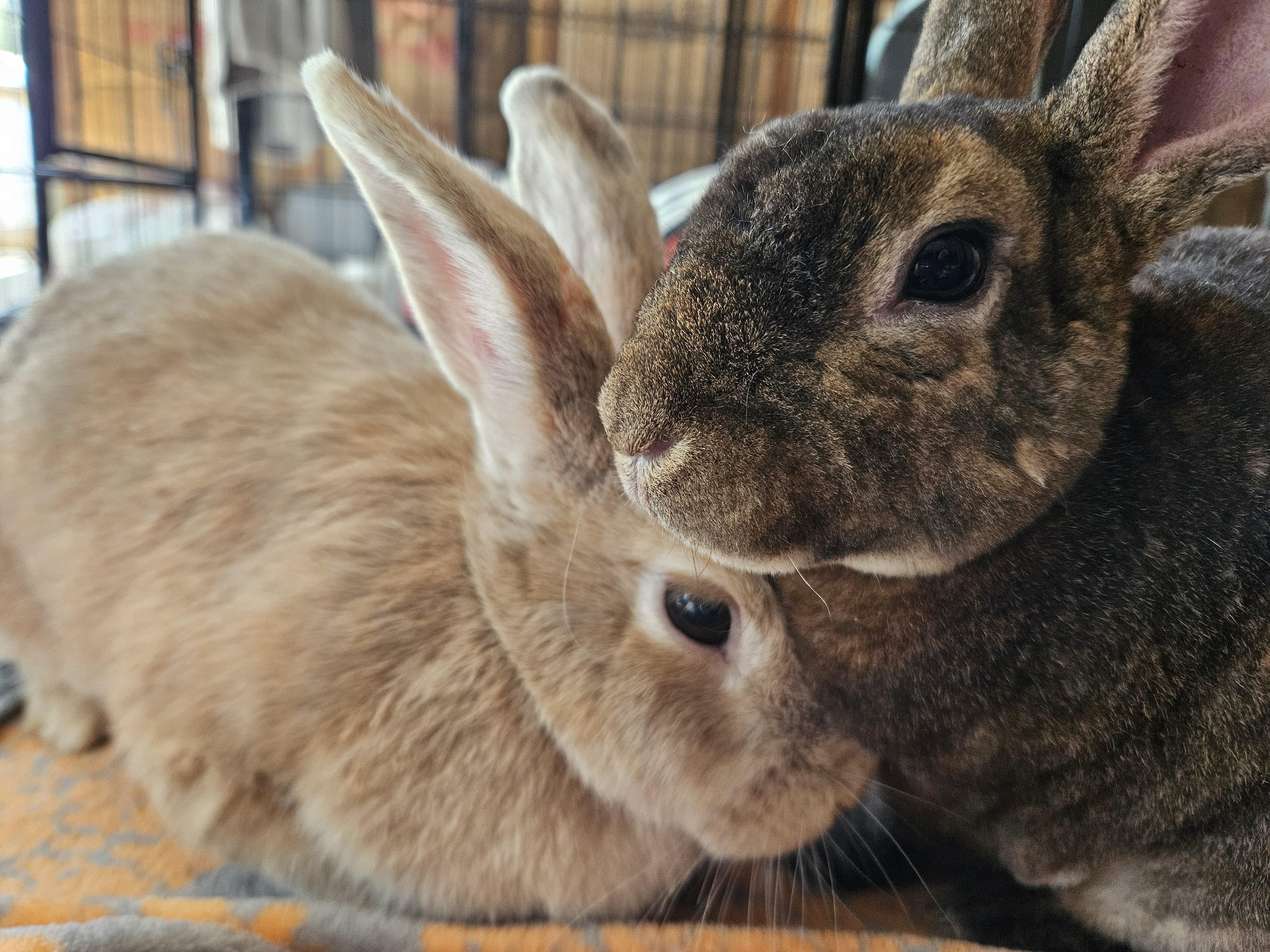 Milly & Molly, ADOPTABLE, Adult Female Mini Rex.