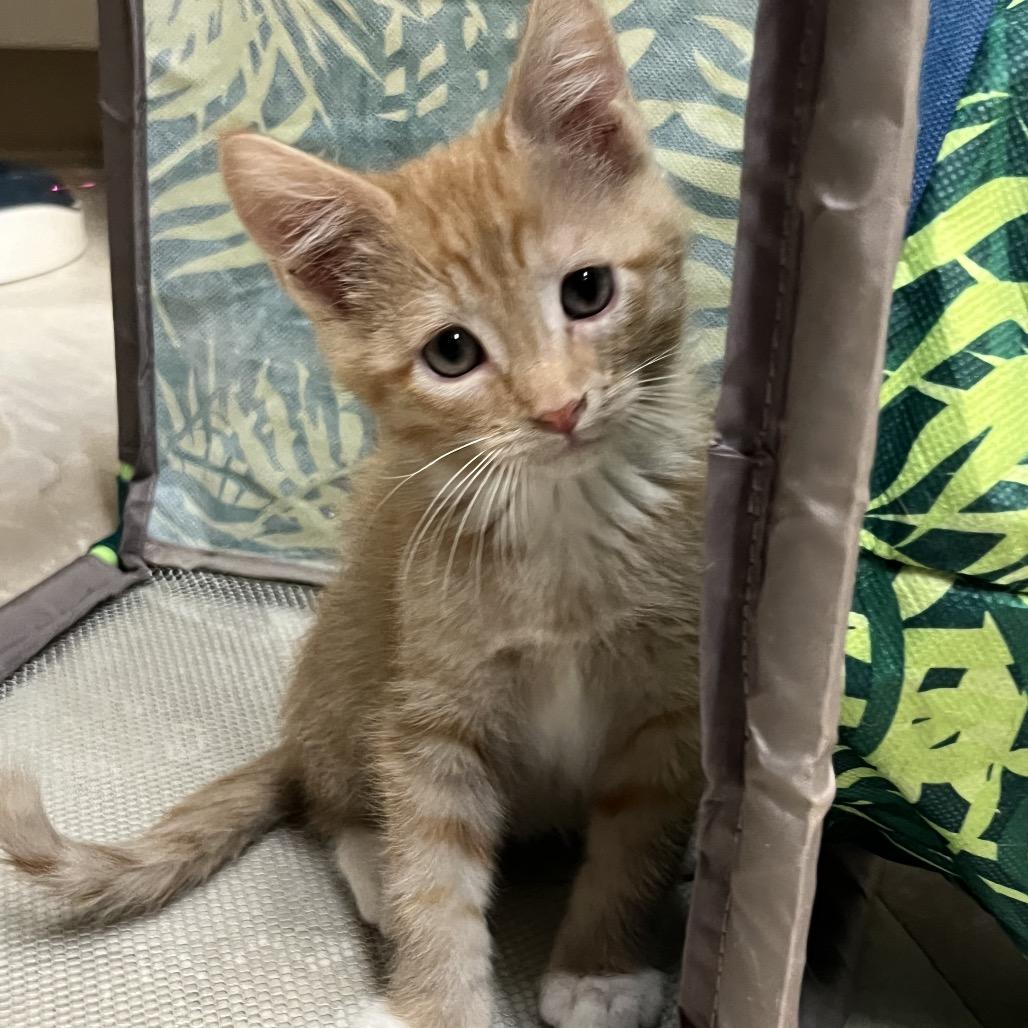 Art Garfunkel, Adoptable, Kitten Male Domestic Short Hair.