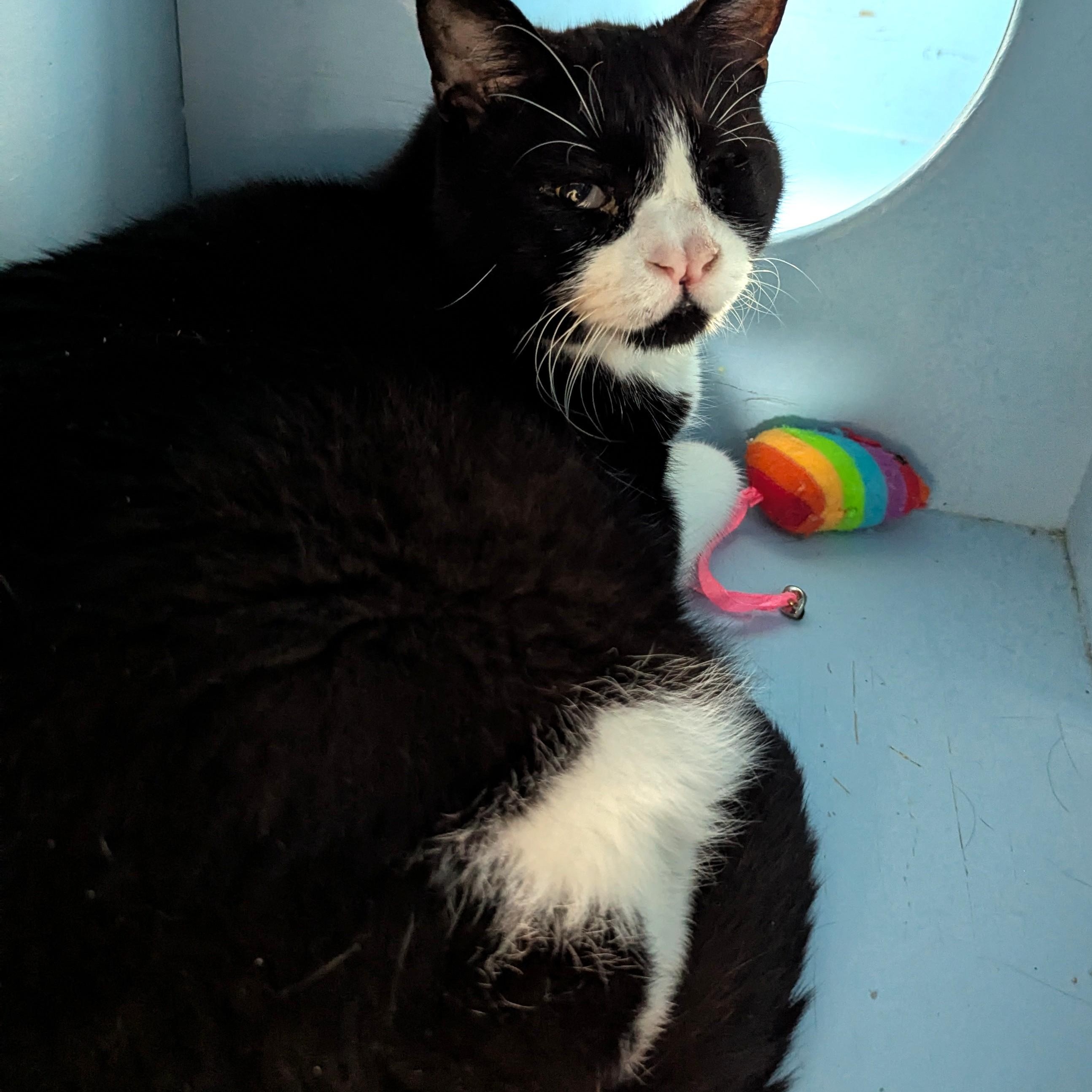 DROGO, a Adoptable Domestic Short Hair in La Crescent, MN image 5/5