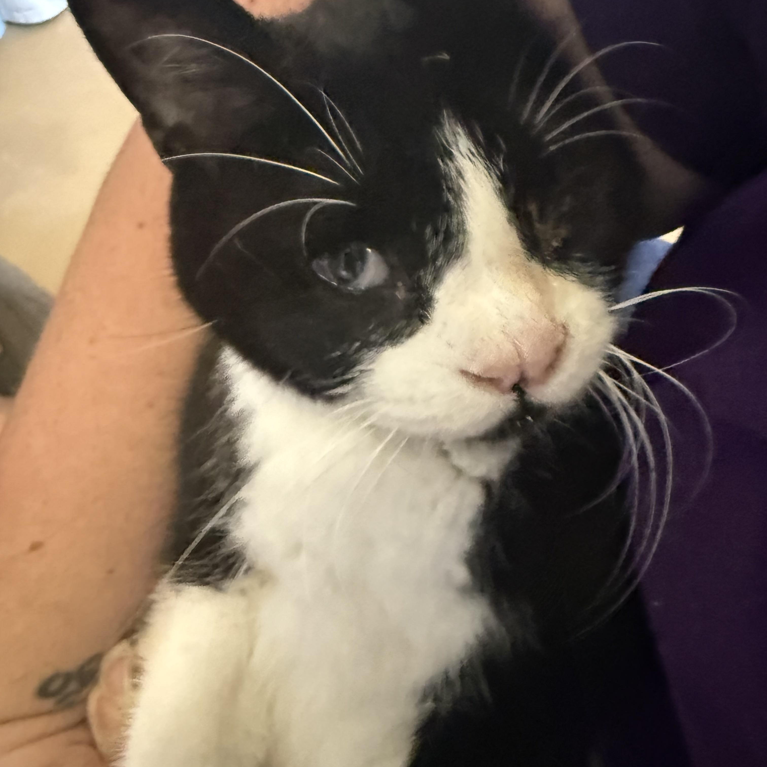 DROGO, a Adoptable Domestic Short Hair in La Crescent, MN image 4/5