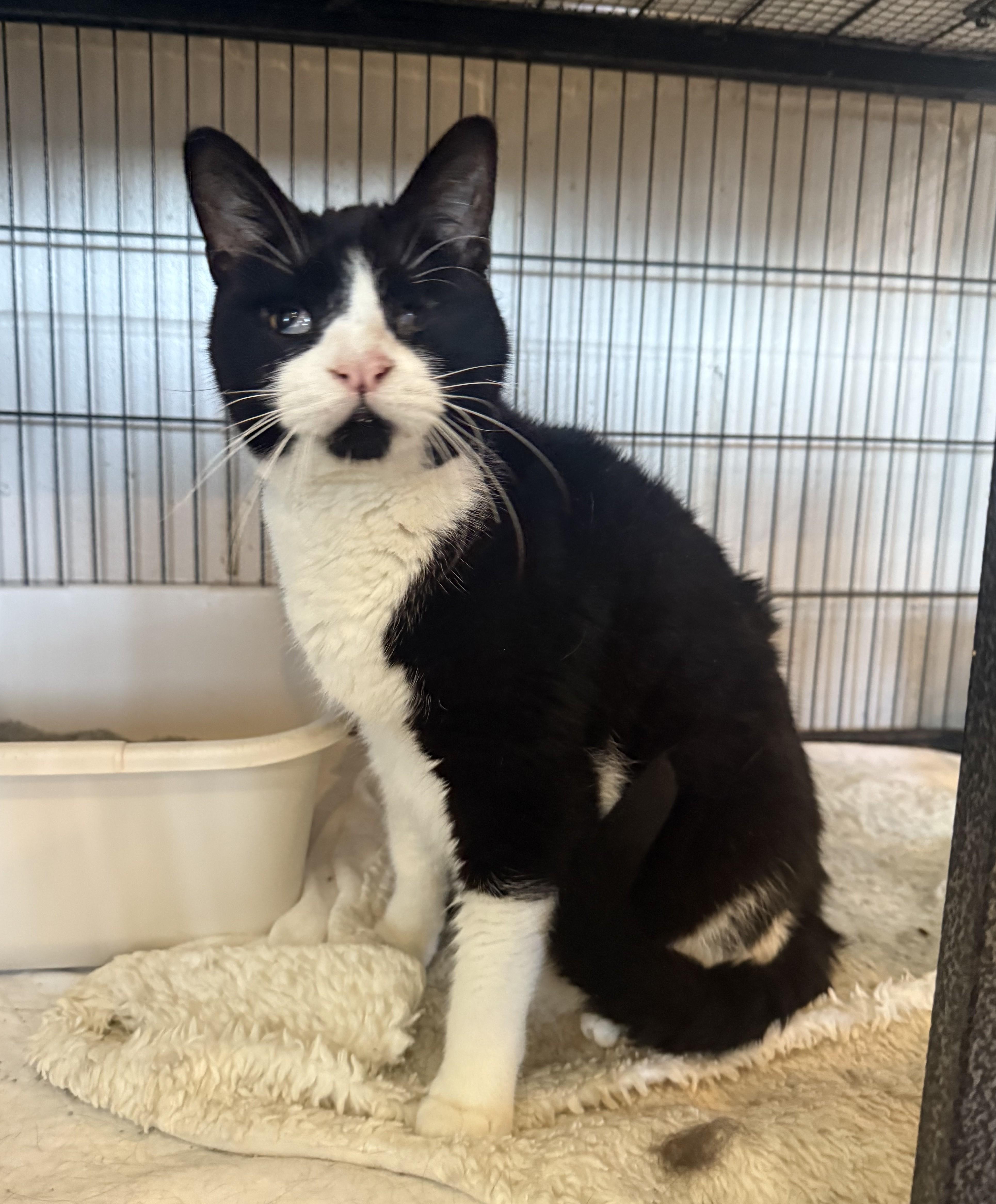 DROGO, a Adoptable Domestic Short Hair in La Crescent, MN image 3/5