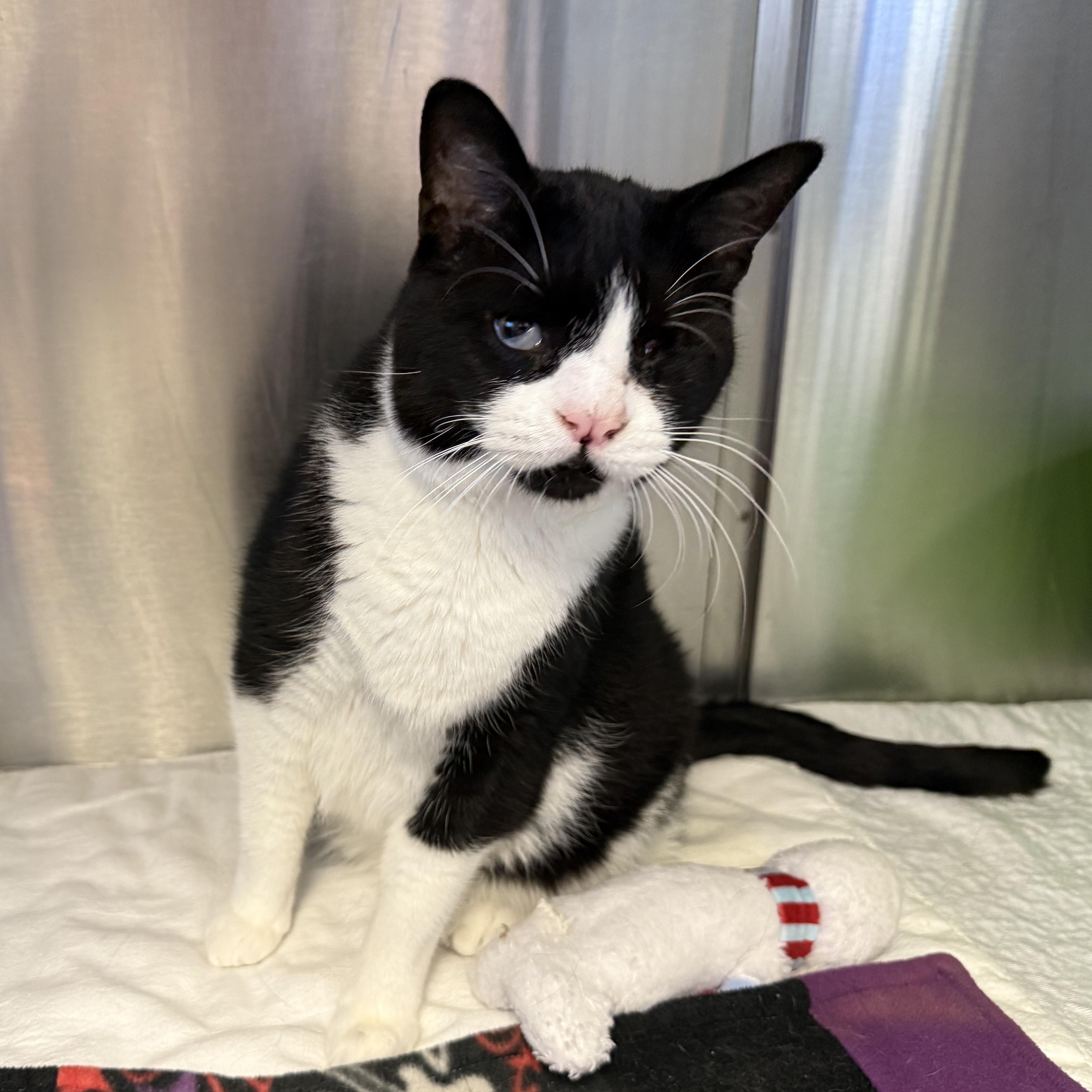 DROGO, a Adoptable Domestic Short Hair in La Crescent, MN image 1/5