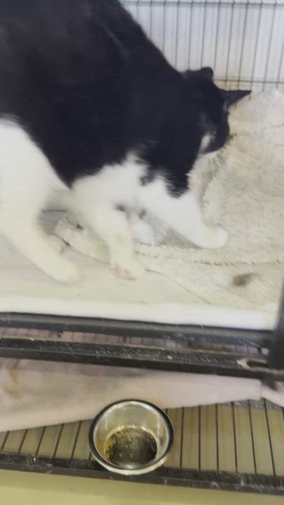 Enlarge DROGO, a Adoptable Domestic Short Hair in La Crescent, MN video 2/5