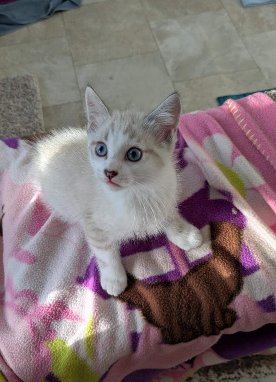 Iris & Ivory, a Adoptable Domestic Medium Hair in Courtenay, BC image 3/6