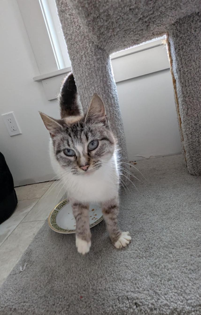 Iris & Ivory, a Adoptable Domestic Medium Hair in Courtenay, BC image 2/6