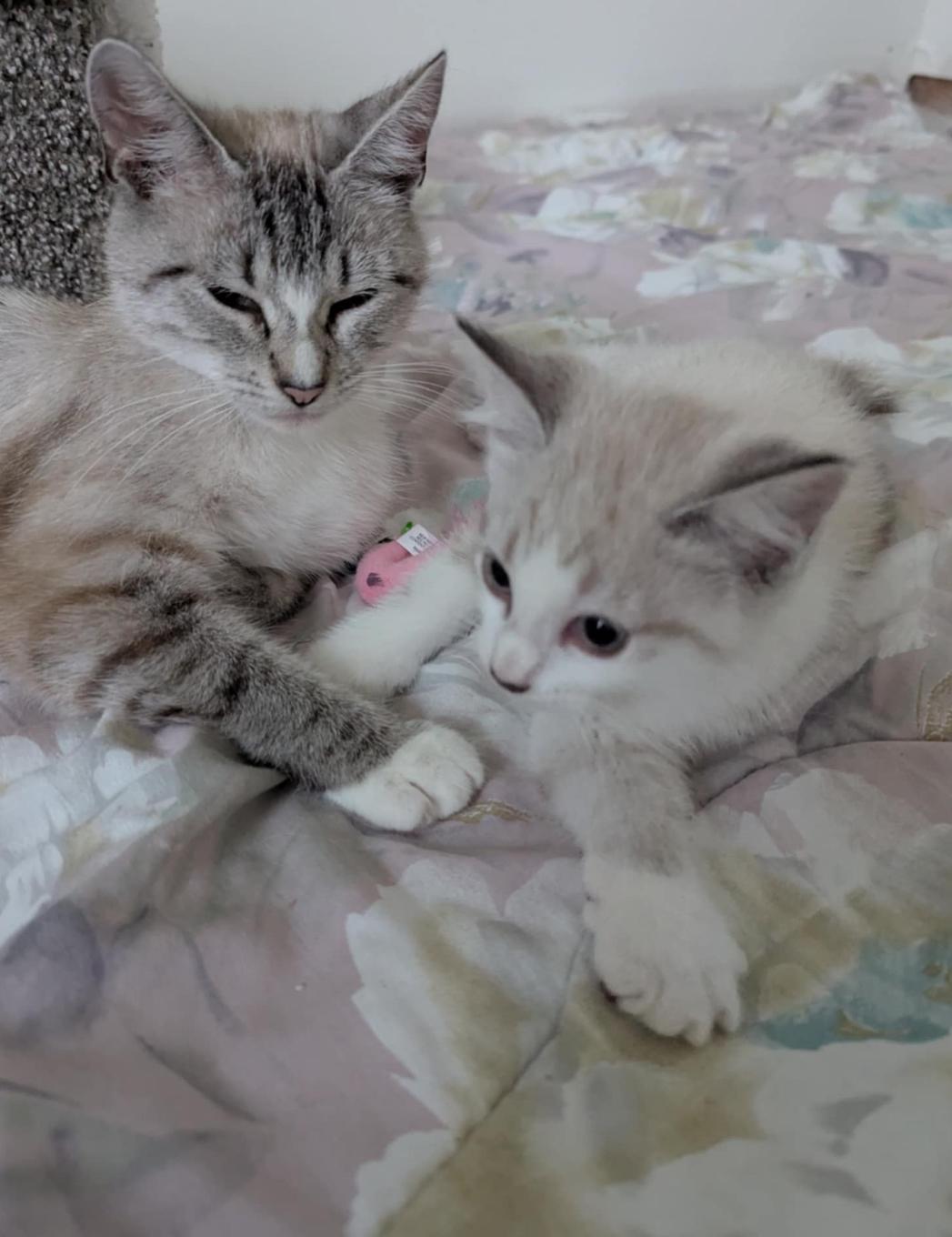 Iris & Ivory, a Adoptable Domestic Medium Hair in Courtenay, BC image 4/6