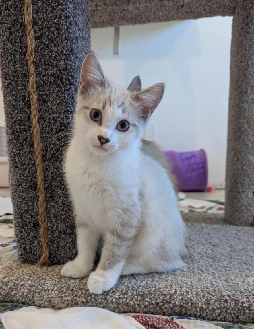 Iris & Ivory, a Adoptable Domestic Medium Hair in Courtenay, BC image 1/6