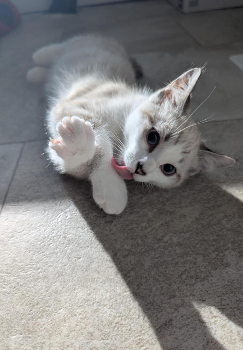 Iris & Ivory, a Adoptable Domestic Medium Hair in Courtenay, BC image 5/6