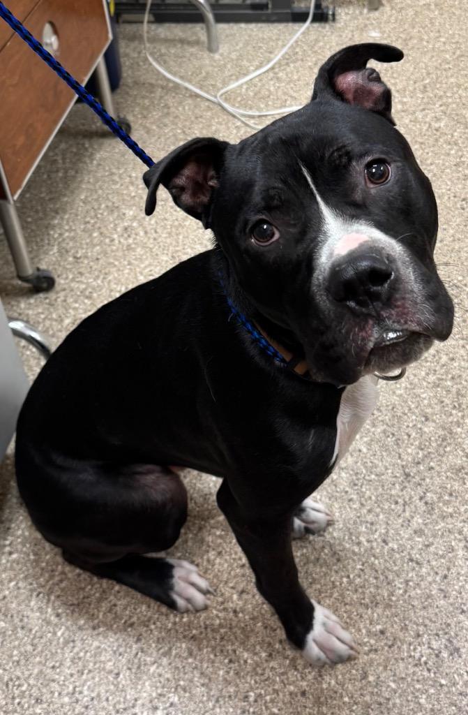 Brewster thumbnail 4