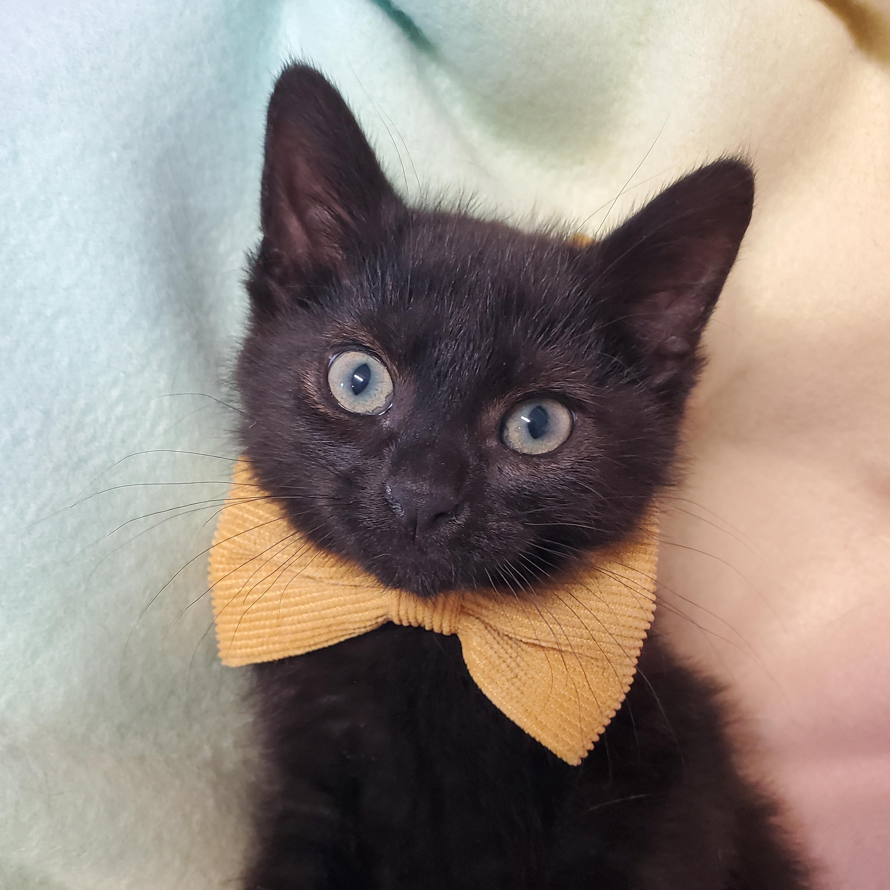 Enlarge Waldo, a Adoptable Domestic Short Hair in Marseilles, IL image 1/1
