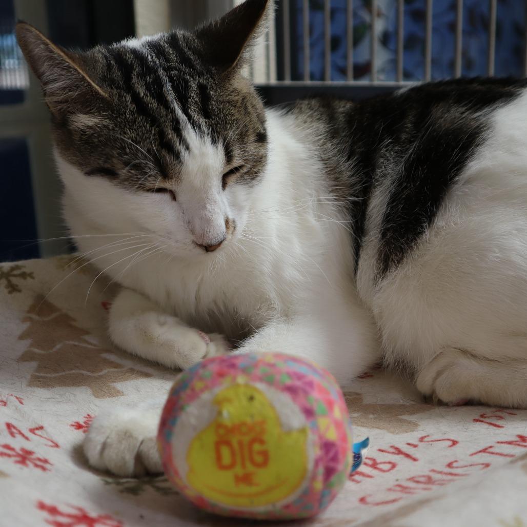 Costco, Adoptable, Adult Female Domestic Short Hair.