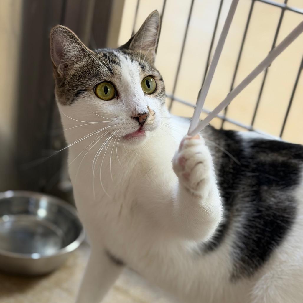Enlarge Costco, a Adoptable Domestic Short Hair in Riverside, CA image 2/6