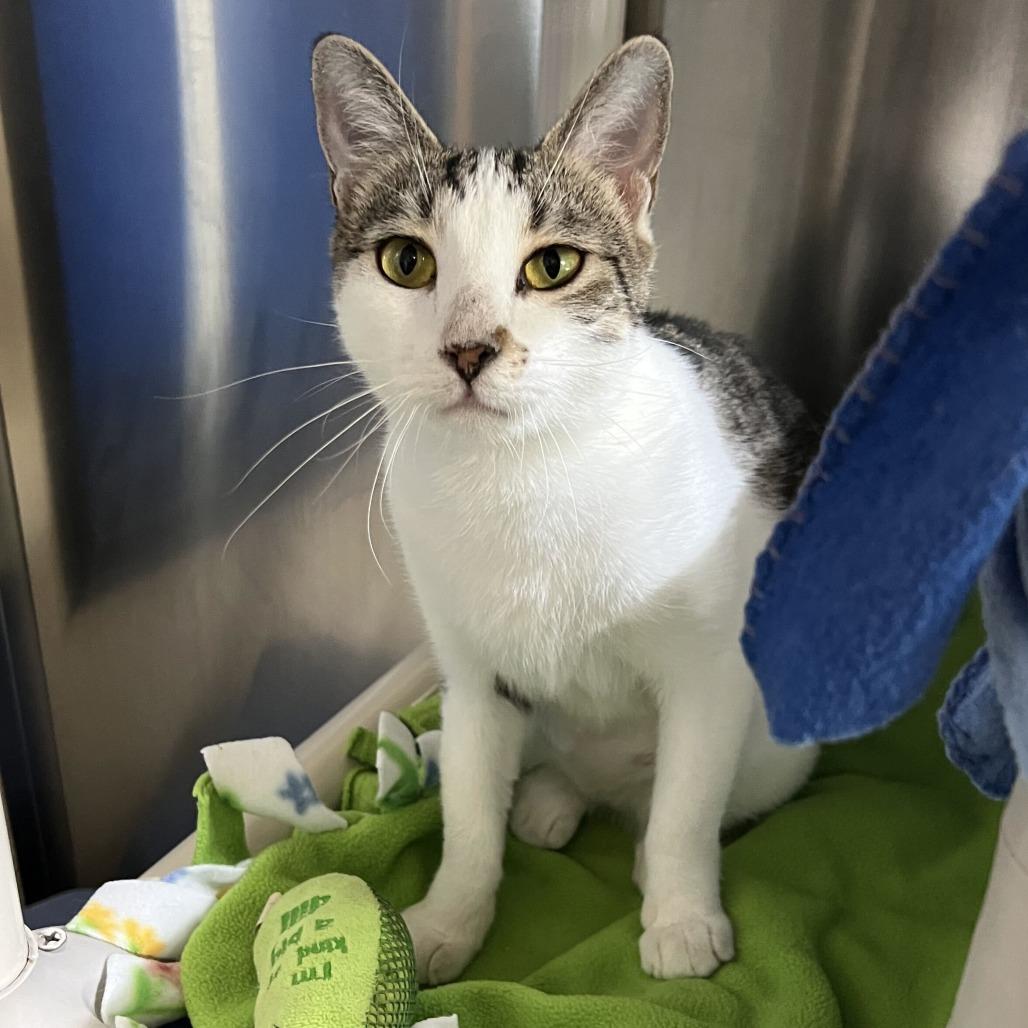 Enlarge Costco, a Adoptable Domestic Short Hair in Riverside, CA image 1/6