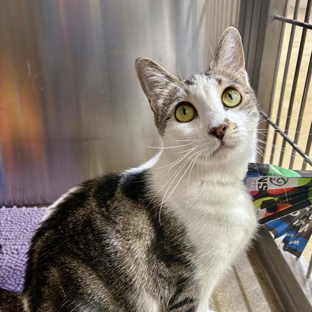 Enlarge Costco, a Adoptable Domestic Short Hair in Riverside, CA image 2/6