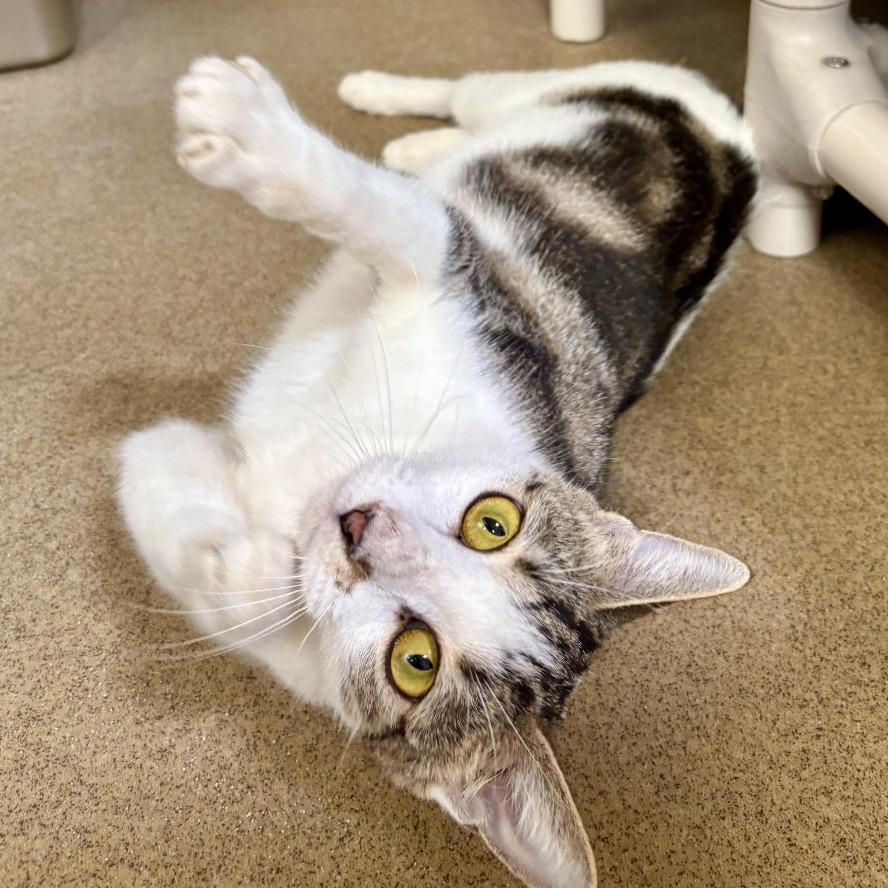 Enlarge Costco, a Adoptable Domestic Short Hair in Riverside, CA image 1/6
