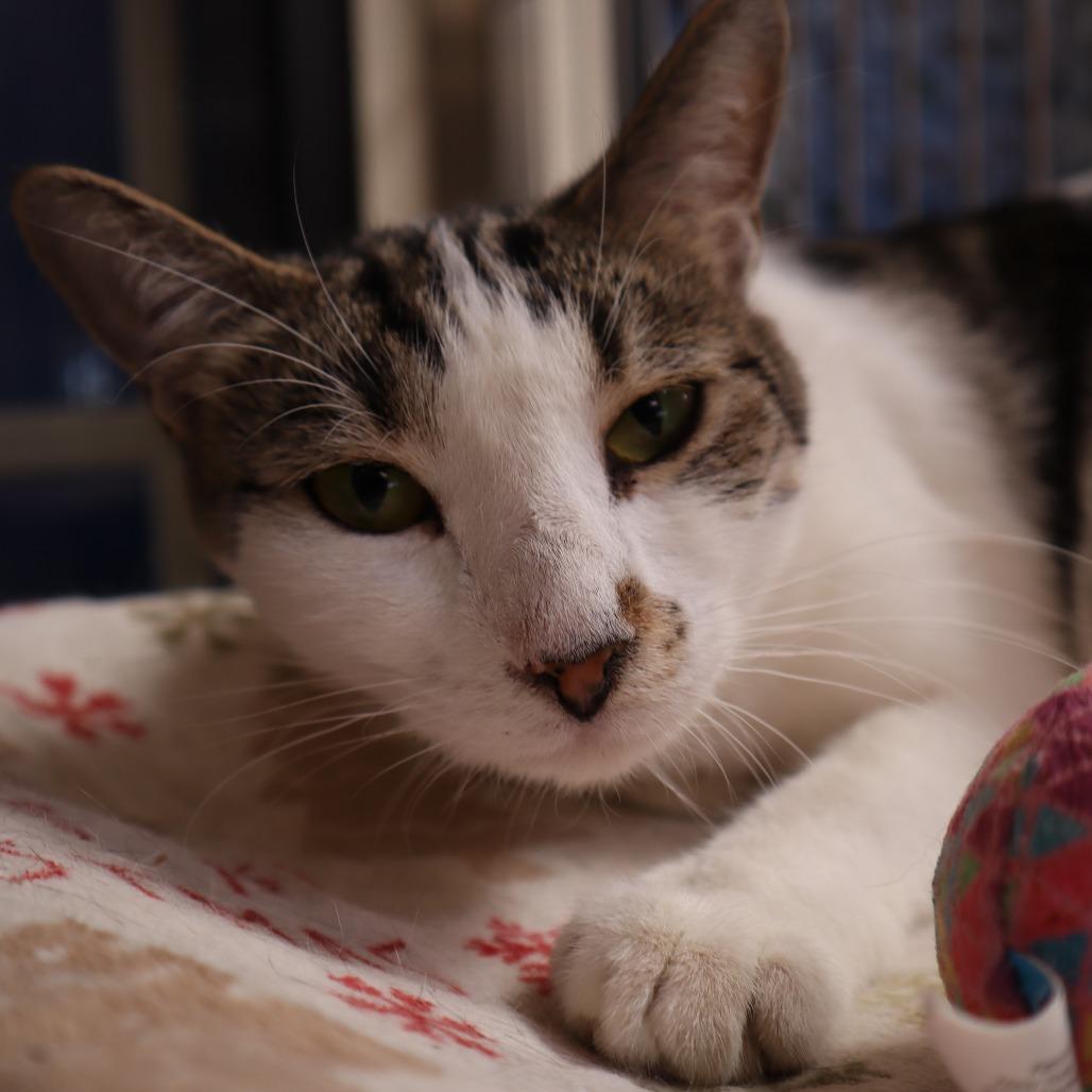 Enlarge Costco, a Adoptable Domestic Short Hair in Riverside, CA image 4/6