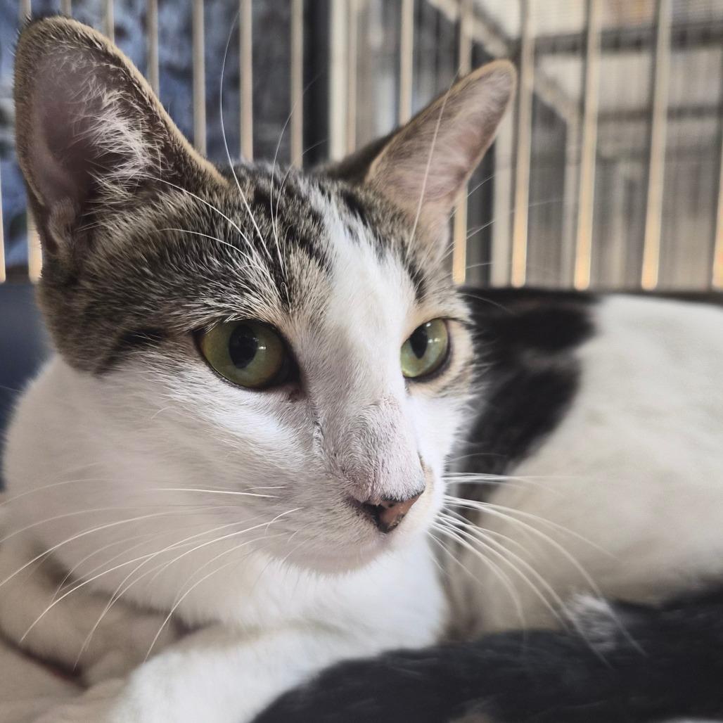 Enlarge Costco, a Adoptable Domestic Short Hair in Riverside, CA image 2/6