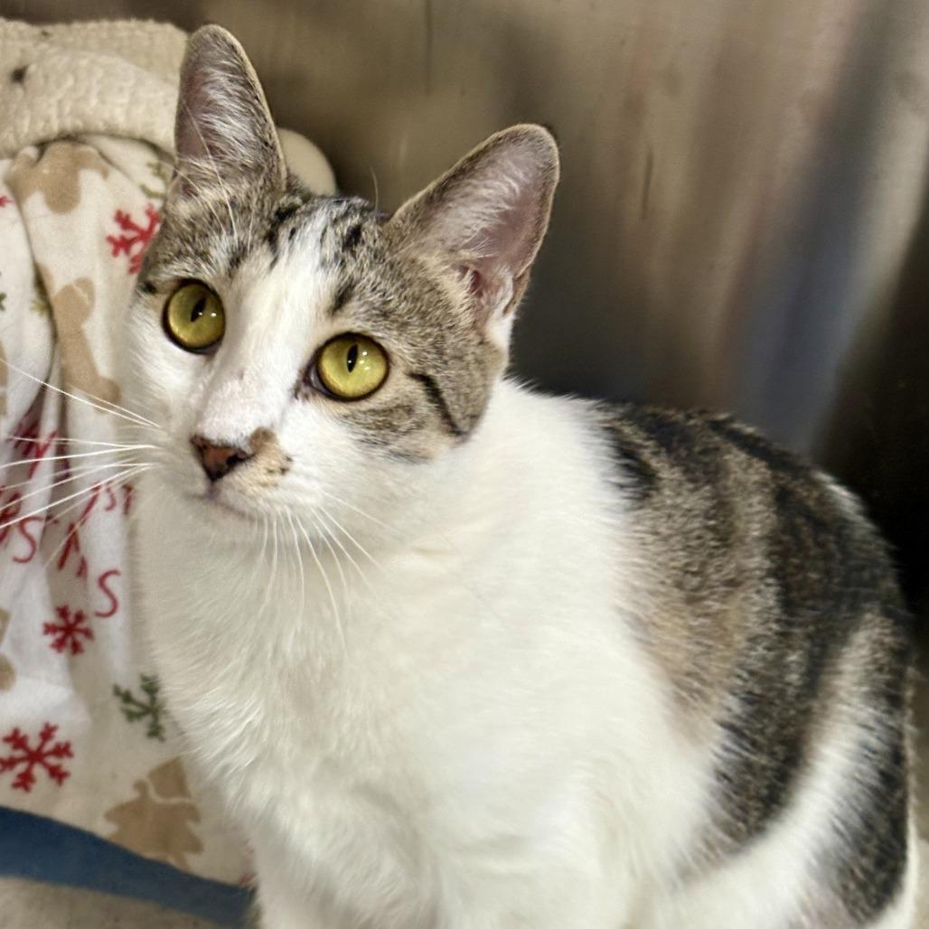 Costco, a Adoptable Domestic Short Hair in Riverside, CA image 4/6