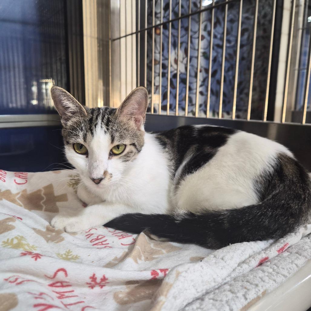 Enlarge Costco, a Adoptable Domestic Short Hair in Riverside, CA image 3/6
